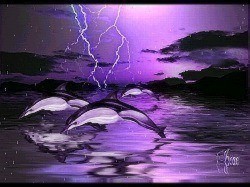 dolphinstormss.jpg